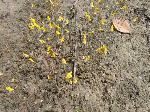 Zigzag bladderwort (Utricularia subulata)