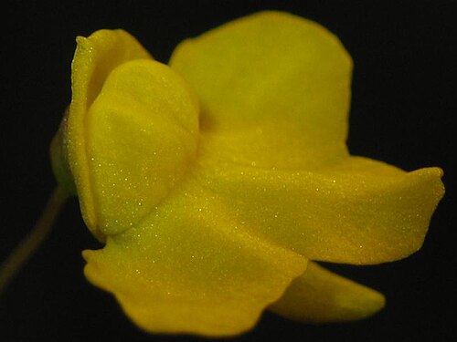 Zigzag bladderwort: Utricularia subulata ' s flower.