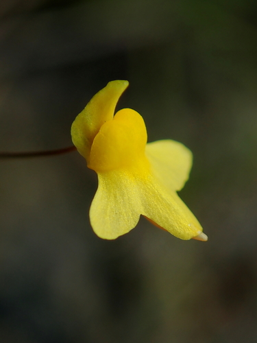 Zigzag bladderwort (Utricularia subulata)