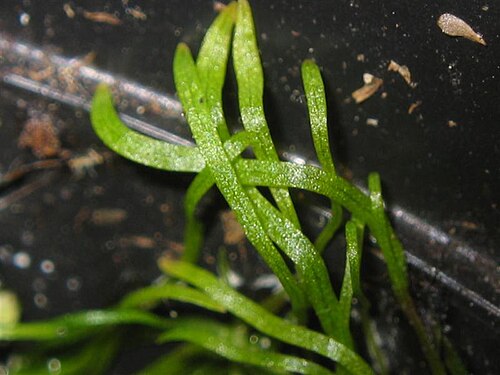 Zigzag bladderwort: Utricularia subulata ' s leaves.