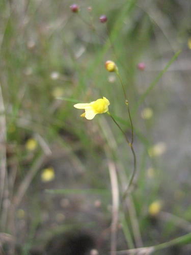 Zigzag bladderwort (Utricularia subulata)