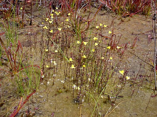 Zigzag bladderwort: Utricularia subulata , naturalized population in Mendocino county, California.