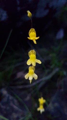 Zigzag bladderwort (Utricularia subulata)