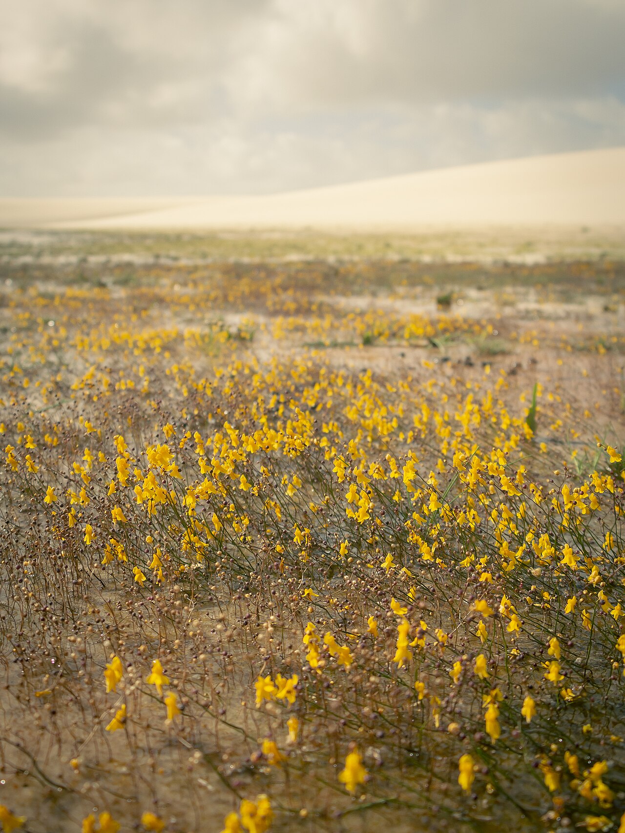 Zigzag bladderwort: Registro de Utricularia subulata em Parque Nacional dos Lençóis Maranhenses.