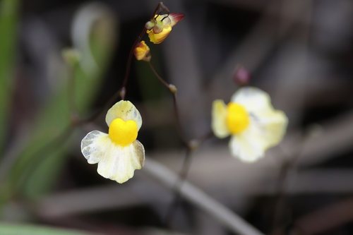 Zigzag bladderwort (Utricularia subulata)