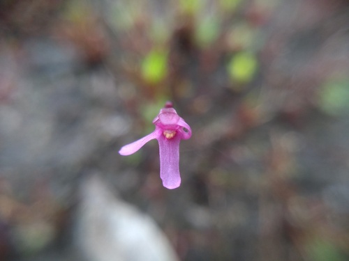 Utricularia tenella (Utricularia tenella)