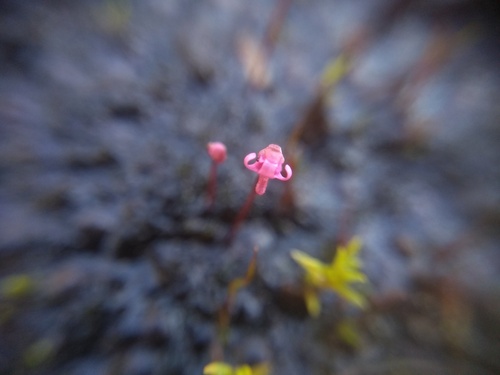 Utricularia tenella (Utricularia tenella)