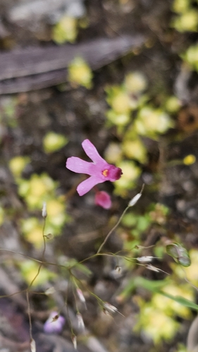 Utricularia tenella (Utricularia tenella)