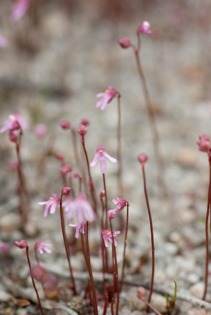 Utricularia tenella (Utricularia tenella)