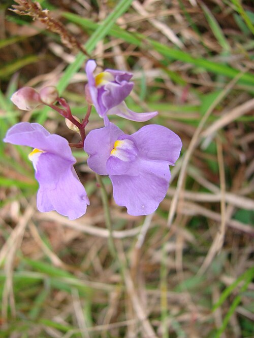 Utricularia tricolor: Utricularia tricolor - LENTIBULAREACEAE Praia do Sonho - Palho�a - SC - Brasil