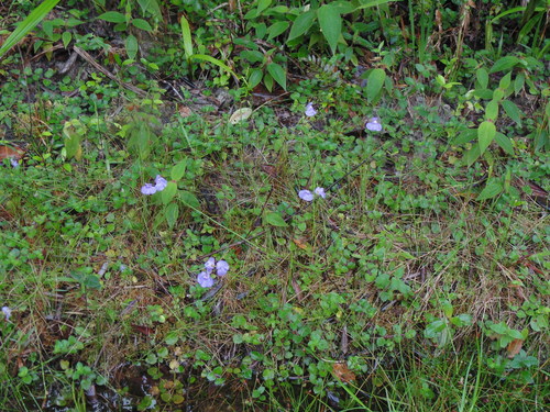 Utricularia tricolor (Utricularia tricolor)
