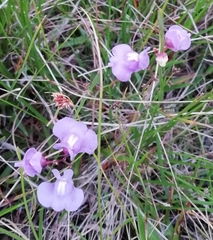 Utricularia tricolor (Utricularia tricolor)
