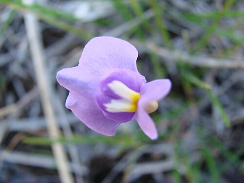 Utricularia tricolor: Utricularia tricolor - LENTIBULAREACEAE Praia do Sonho - Palho�a - SC - Brasil