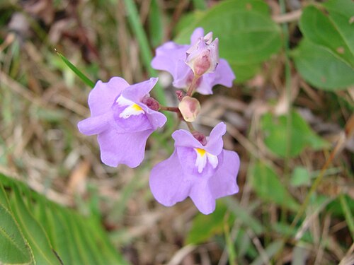 Utricularia tricolor: Utricularia tricolor - LENTIBULAREACEAE Praia do Sonho - Palho�a - SC - Brasil