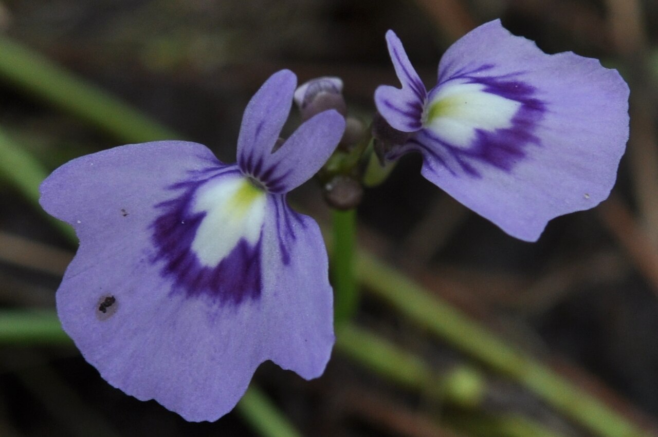 Utricularia triflora: Utricularia triflora in the Northern Territory of Australia