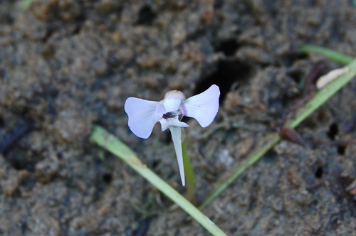 Utricularia tubulata (Utricularia tubulata)