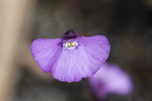 Utricularia uniflora (Utricularia uniflora)