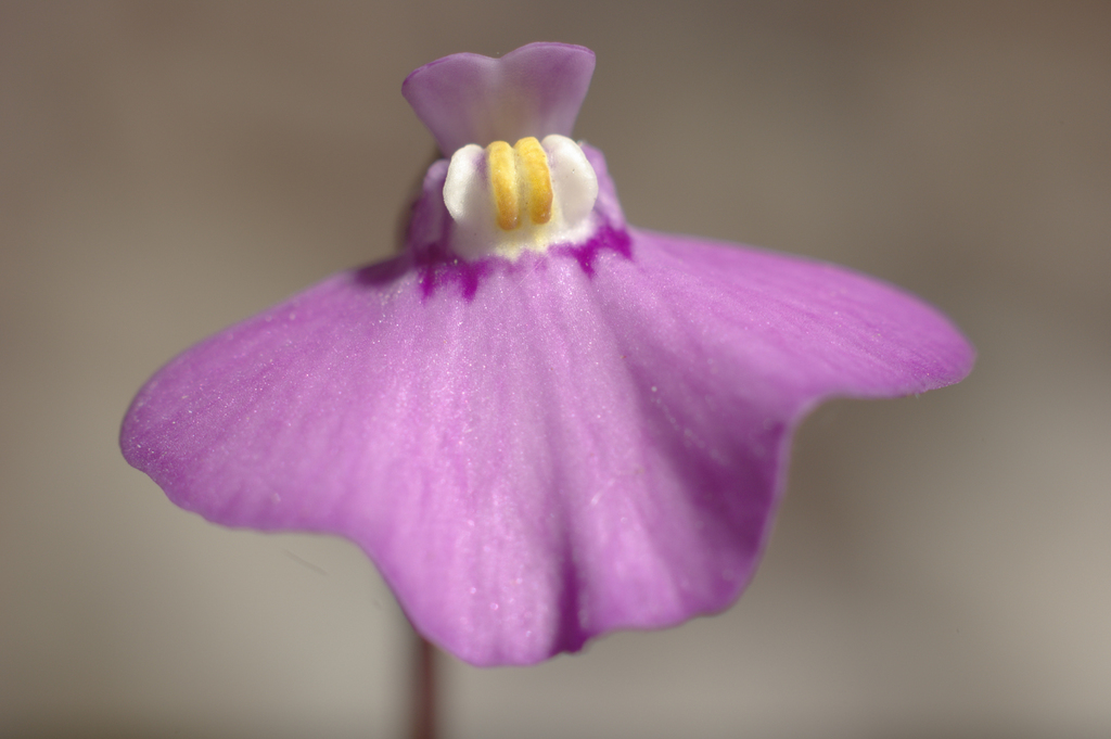 Utricularia uniflora (Utricularia uniflora)