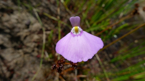 Utricularia uniflora (Utricularia uniflora)
