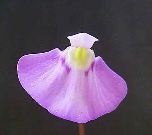 Utricularia uniflora: Utricularia uniflora originally uploaded to en.wikipedia by w:User:JoJan on 4 August 2004