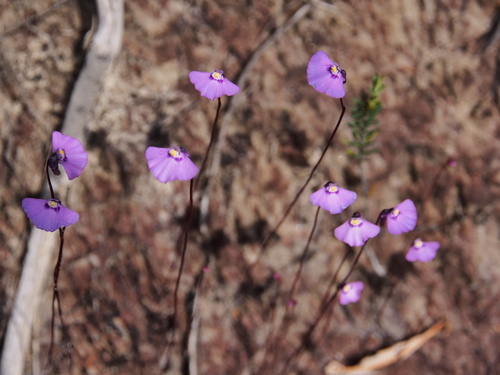 Utricularia uniflora (Utricularia uniflora)