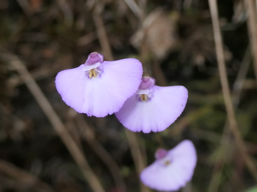 Utricularia uniflora (Utricularia uniflora)
