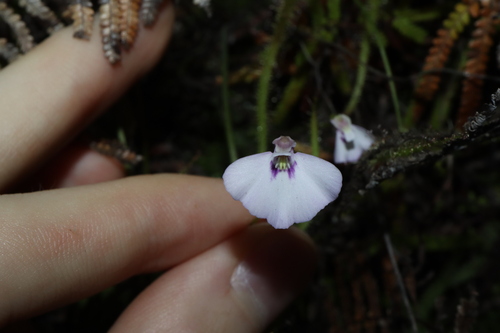 Utricularia uniflora (Utricularia uniflora)