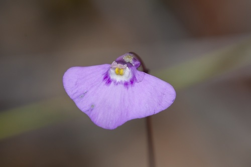 Utricularia uniflora (Utricularia uniflora)