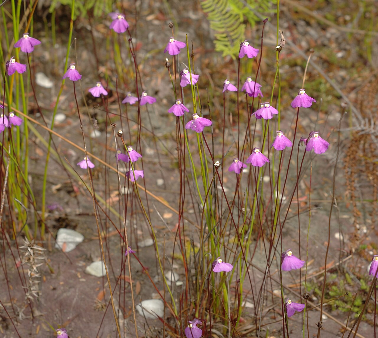 Utricularia uniflora: Utricularia uniflora growing by the roadside at Teds Beach, Lake Pedder, Tasmania, Australia.
