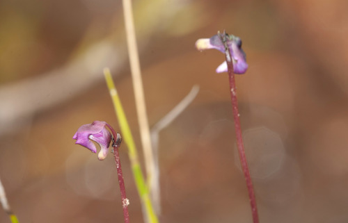 Utricularia uniflora (Utricularia uniflora)