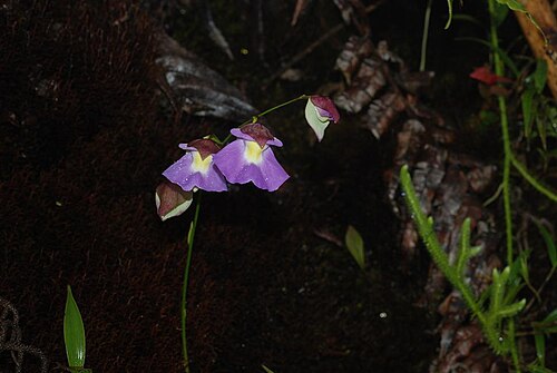Utricularia unifolia: Utricularia unifolia. Species of plant.