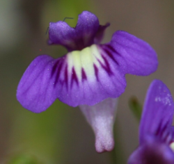 Utricularia violacea: Flower