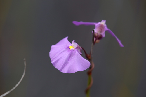 Utricularia volubilis (Utricularia volubilis)