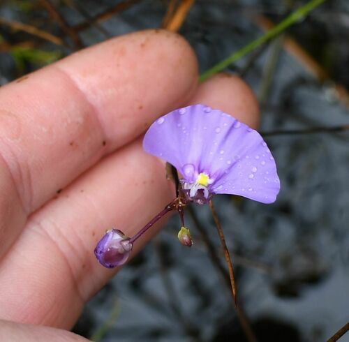 Utricularia volubilis (Utricularia volubilis)