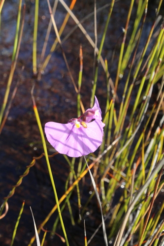 Utricularia volubilis (Utricularia volubilis)