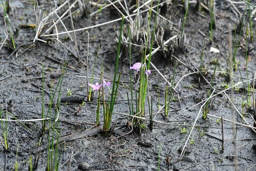 Utricularia volubilis (Utricularia volubilis)