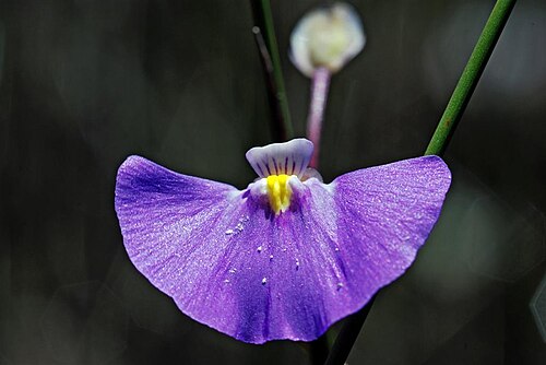 Utricularia volubilis: Utricularia volubilis