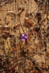 Utricularia volubilis (Utricularia volubilis)