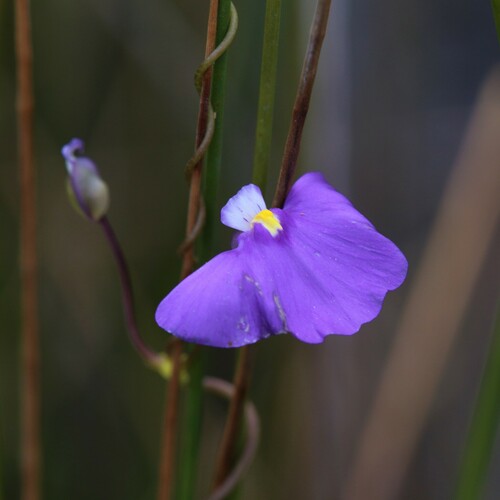 Utricularia volubilis (Utricularia volubilis)