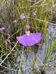 Utricularia volubilis (Utricularia volubilis)