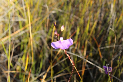 Utricularia volubilis (Utricularia volubilis)