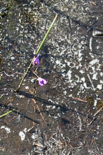 Utricularia volubilis (Utricularia volubilis)