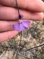 Utricularia volubilis (Utricularia volubilis)