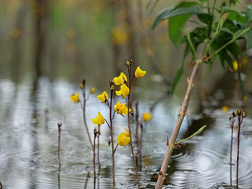 Greater bladderwort: Blüten des Gewöhnlichen Wasserschlauchs im Teufelsbruch.