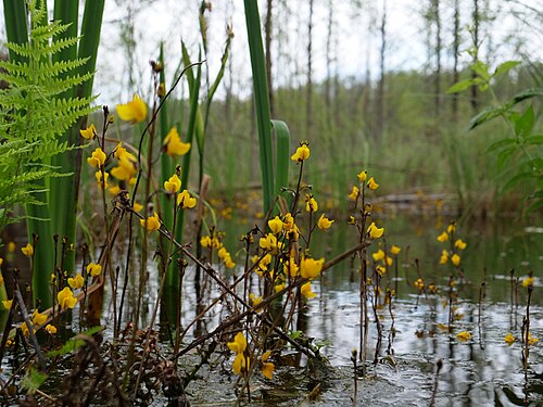 Greater bladderwort: Blüten des Gewöhnlichen Wasserschlauchs im Teufelsbruch.