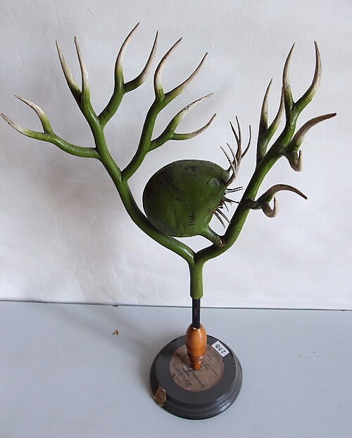 Greater bladderwort: Utricularia vulgaris . Model from the collection of the Botanical Museum in Greifswald, Germany. see also universitaetssammlungen.de/modelle for more informatio