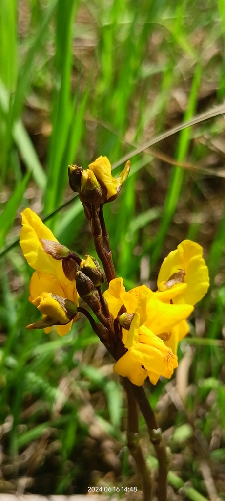 Greater bladderwort (Utricularia vulgaris)