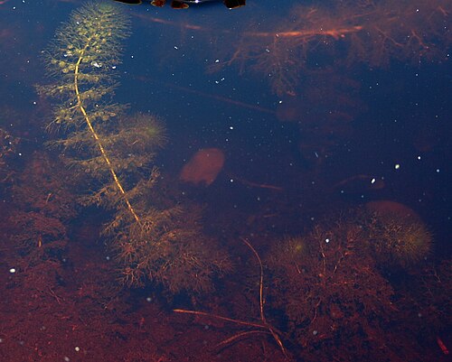 Greater bladderwort: Park Narodowy Bory Tucholskie , Pływacz zwyczajny w swoim naturalnym środowisku