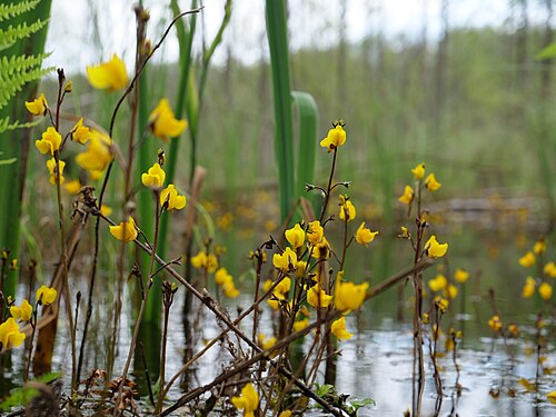 Greater bladderwort: Blüten des Gewöhnlichen Wasserschlauchs im Teufelsbruch.