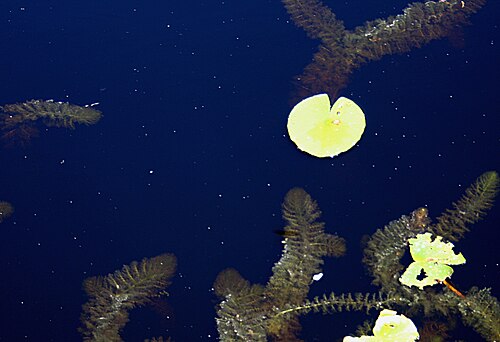 Greater bladderwort: Park Narodowy Bory Tucholskie , liście pływacza zwyczajnego i grzybieni białych
